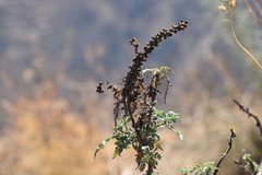 Ambrosia arborescens