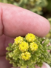 Oncosiphon sabulosus