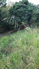 Sorghum arundinaceum