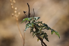 Ambrosia arborescens