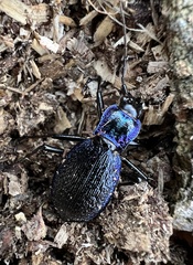 Carabus intricatus