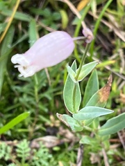 Silene uniflora