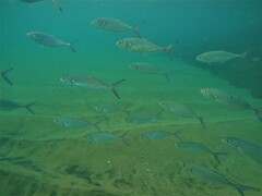 Caranx caballus