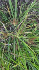 Cyperus distans