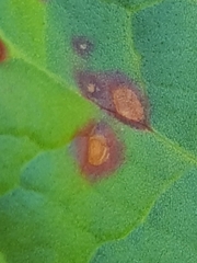 Ramularia rubella