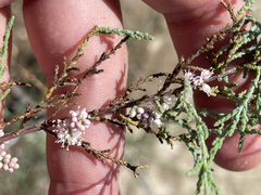 Tamarix