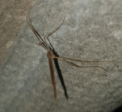 Conosia irrorata