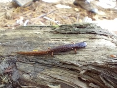 Hemidactylium scutatum