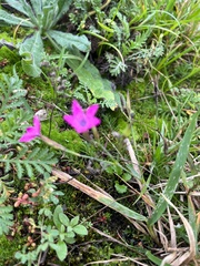 Dianthus deltoides deltoides