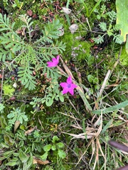Dianthus deltoides deltoides