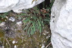 Asplenium ceterach image