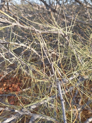 Parkinsonia africana image