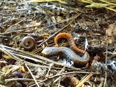 Hemidactylium scutatum