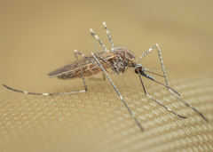 Culiseta longiareolata