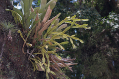 Rhipsalis triangularis