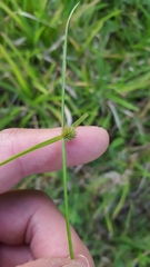 Cyperus brevifolius