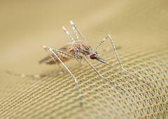 Culiseta longiareolata