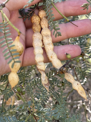Prosopis articulata