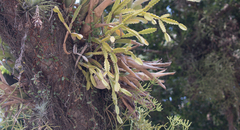Rhipsalis triangularis