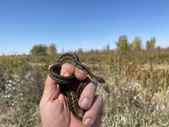 Thamnophis sirtalis semifasciatus