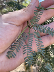 Prosopis articulata