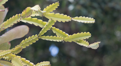 Rhipsalis triangularis