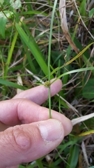 Cyperus brevifolius
