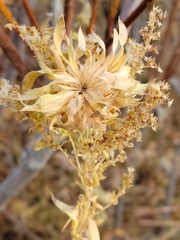 Rhopalomyia capitata