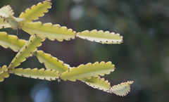Rhipsalis triangularis