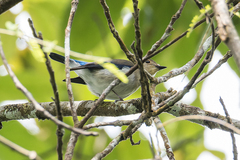 Ficedula superciliaris