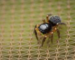 Euophrys