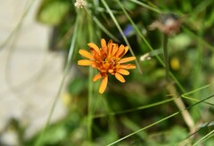 Crepis aurea
