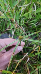 Cyperus aromaticus