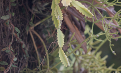 Rhipsalis triangularis