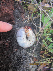 Pericoptus truncatus