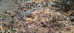 Dendroides canadensis