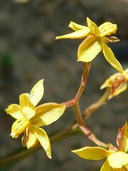 Cyanella lutea