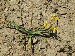 Cyanella lutea