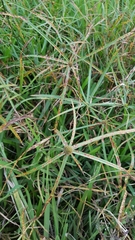 Cyperus aromaticus