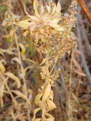 Rhopalomyia capitata