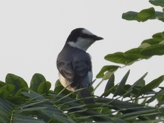 Pericrocotus divaricatus