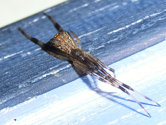 Episinus angulatus