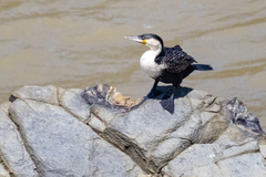 Phalacrocorax carbo lucidus