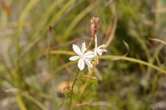Trachyandra divaricata