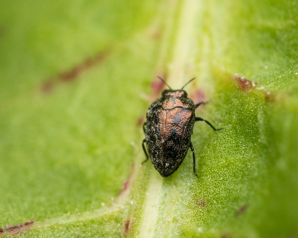 Habroloma triangulare