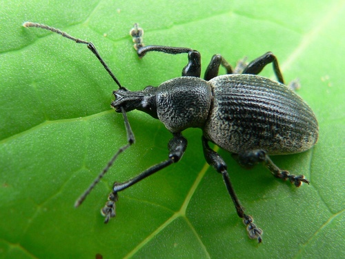 Otiorhynchus vehemens