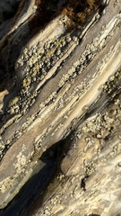 Balanomorpha