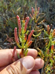 Salicornia pacifica
