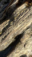 Balanomorpha