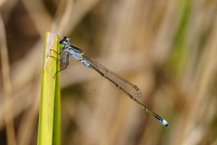 Ischnura pruinescens